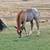 Gypsy Vanner Draft x Yearlings/ weanlings for sale 13 thumbnail