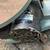 Delta 16” Scroll Saw 4 thumbnail