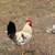 GALLOS.  SON. 3. 4 thumbnail