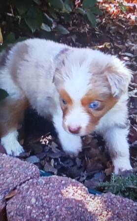 Mini Australian shepherds puppies. (Auburn)63848874653441124