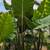 Elephant Ear 6 thumbnail