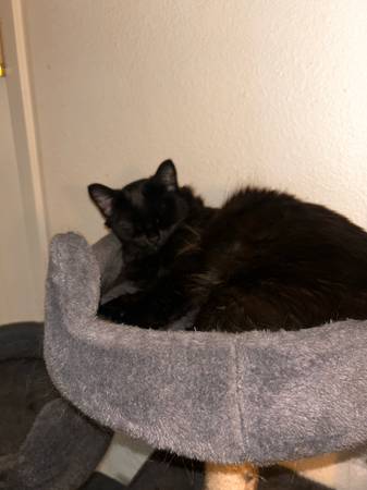 Free Cat to good home (1yr old) (Tacoma)63853557713411120