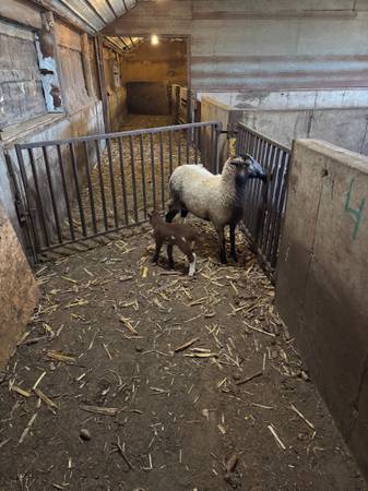 Hair ewe lamb pair 1