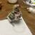 Hand-fed Parakeet 1 thumbnail