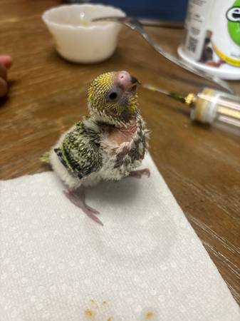 Hand-fed Parakeet 1
