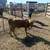 Dexter cattle 2 thumbnail