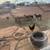 sheep 1 thumbnail