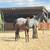 Blue Roan Mare with colt 6 thumbnail