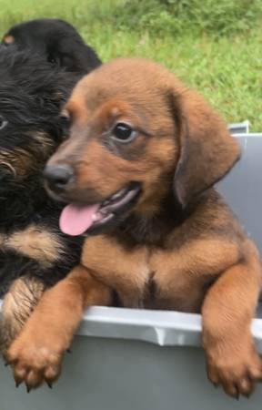 ¡Cachorros listos ahora!577484400718653443
