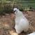 White Bearded Silkie Rooster 9 thumbnail