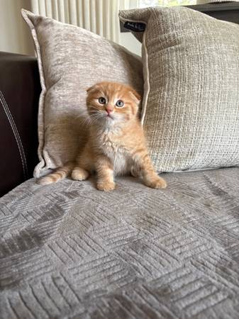 Kitten 1