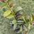 Taiwanese White Guava Fruit Tree Plant 1 thumbnail