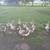 Geese 1 thumbnail