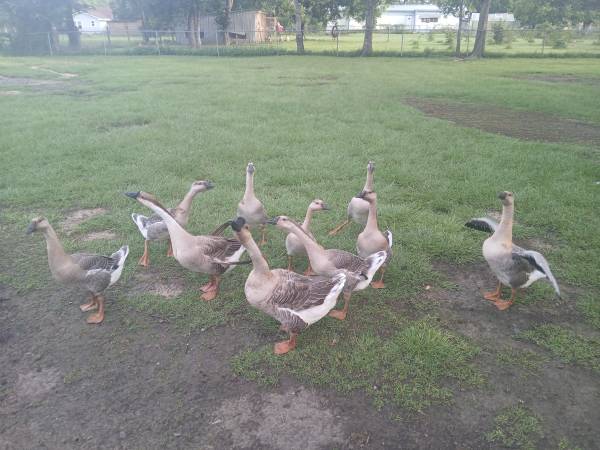 Geese 1