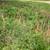 7 Acres of Farm Land for Lease 15 thumbnail