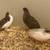 Button Quail Trio 4 thumbnail