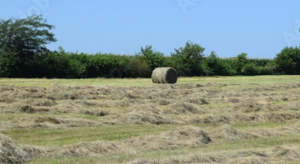 HAY  FOR SALE  ROUND BALES /SQUARE BALES 1