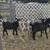 Nigerian Dwarf wethers 8 thumbnail