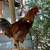 Roosters 1 thumbnail