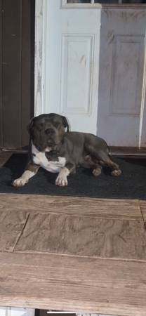 FREE BEAUTIFUL 1YR FREE ONLY DOG WOMAN/KID LOVER (Headland)63828151458691121