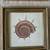 Seashell framed prints 2 thumbnail