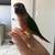 Conure 1 thumbnail