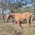 High Brow Cat Foundation Bred AQHA Palomino (2022) Filly Started 4 thumbnail