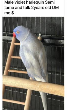 Indian ringneck harlequin violet 1