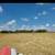 Acres, sacate, mirasol, tall grass, 1 thumbnail