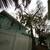 tree removal tree service  tree Trimming Stump grinding property clean 1 thumbnail