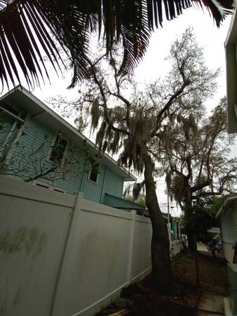 tree removal tree service  tree Trimming Stump grinding property clean 1