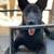 Solid black german shepherd female puppy 11 thumbnail