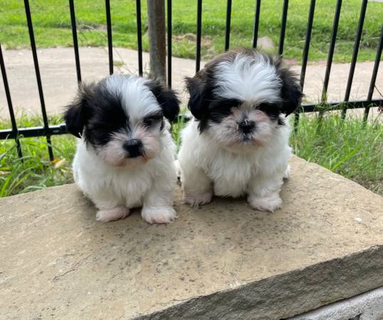 male shihtzu63670608480771121