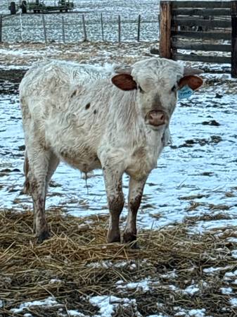Fresh Longhorn Roping Calves 1