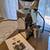 Eureka Mignon Zero Single Dose Espresso Grinder 2 thumbnail