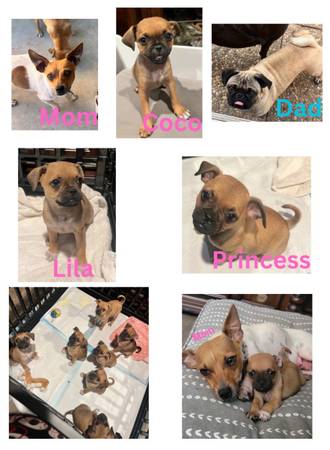 Chihuahua/ pug mixed puppies 1