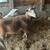 Katahdin breeding rams 5 thumbnail