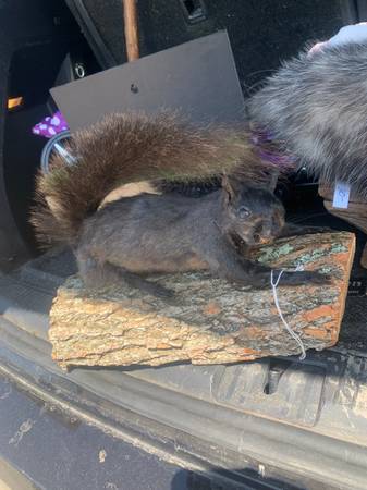 Taxidermy Black Squirrel!! $150 obo!! 1