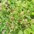 Raspberry plants 1 thumbnail