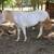 Gelding 1 thumbnail