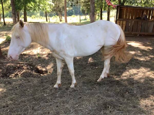 Gelding 1