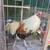 Roosters gamefowl 1 thumbnail