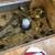 Quail, 7 thumbnail