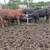CALVES 2 thumbnail