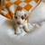 Cavapoo for rehoming 1 thumbnail