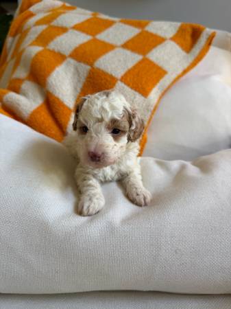 Cavapoo for rehoming 1