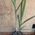 Buddha Belly Sugarcane Sugar Cane Plants 6 thumbnail