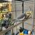 Cockatiels 1 thumbnail