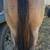 Aqha Bay Roan Filly 4 thumbnail