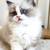 Two pure ragdoll 2month old kittens!! 2 thumbnail